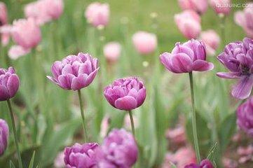 花开末季（好文）