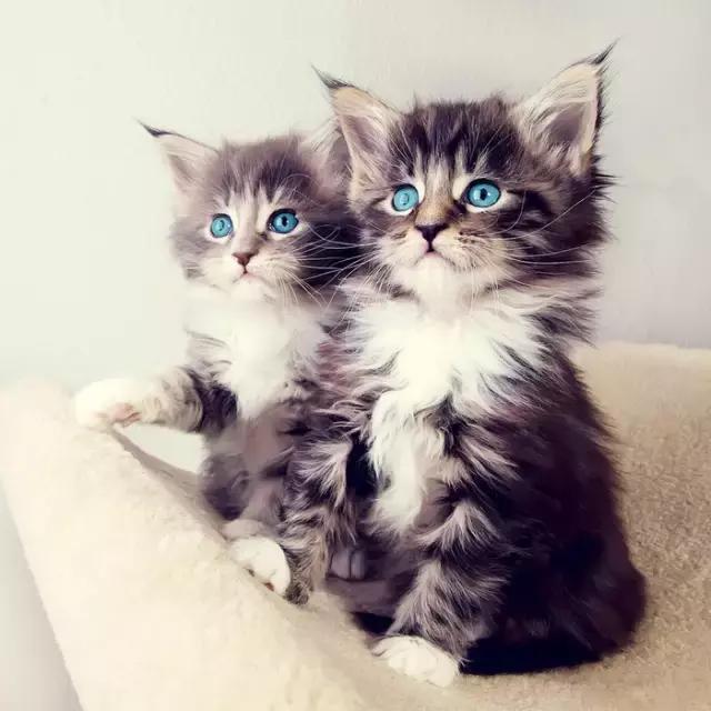 据说喜欢猫和喜欢狗的人不一样