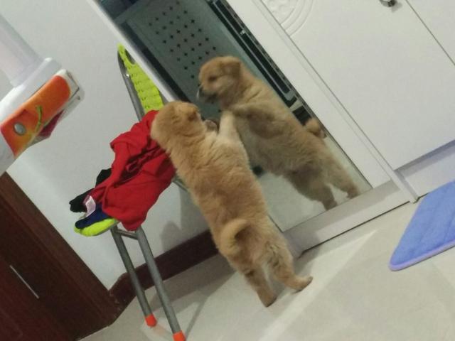 狗狗别怕，我会给你一个家