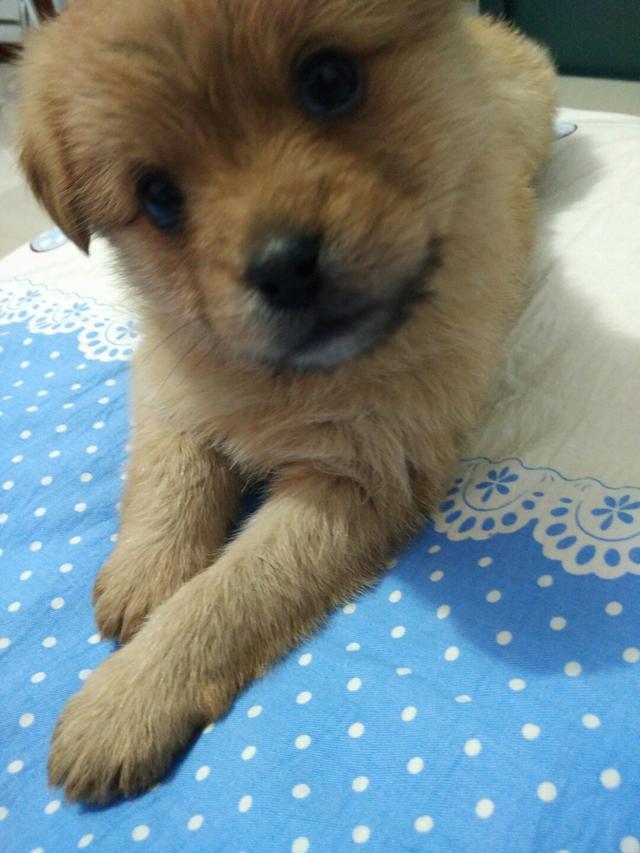 狗狗别怕，我会给你一个家