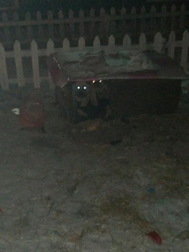 狗狗别怕，我会给你一个家