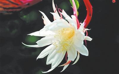 昨日犹如盛开的花，悄然凋零！