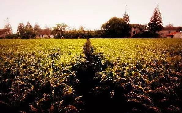 涵 养（写的真好）