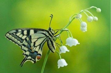 破茧成蝶（美文）