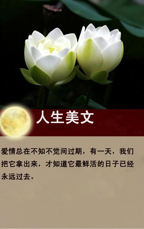 那摧枯拉朽的爱，那繁花似锦的毁灭