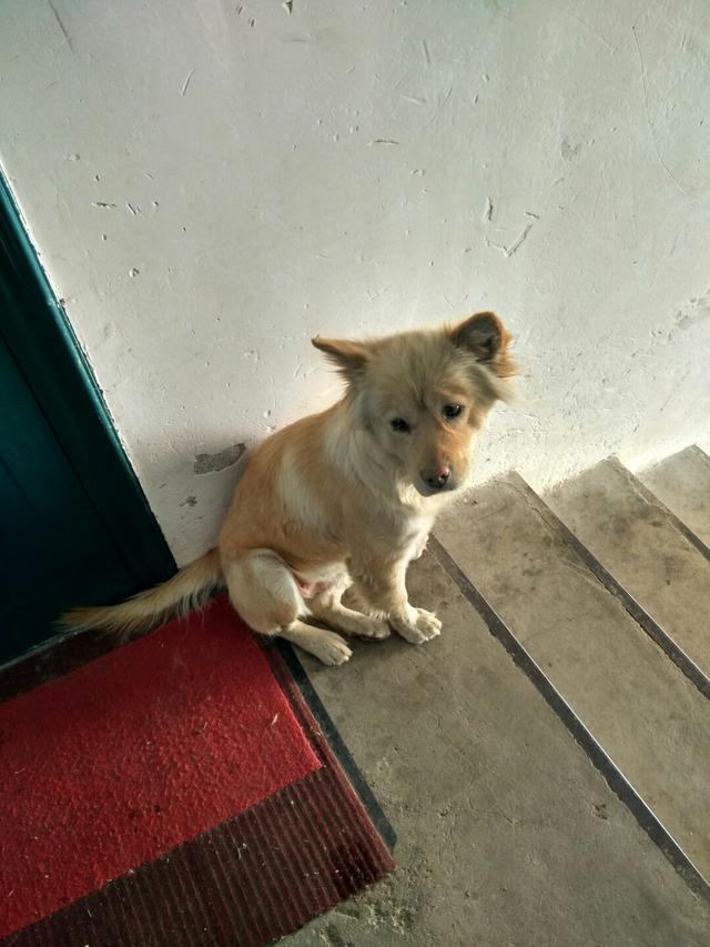 狗狗别怕，我会给你一个家