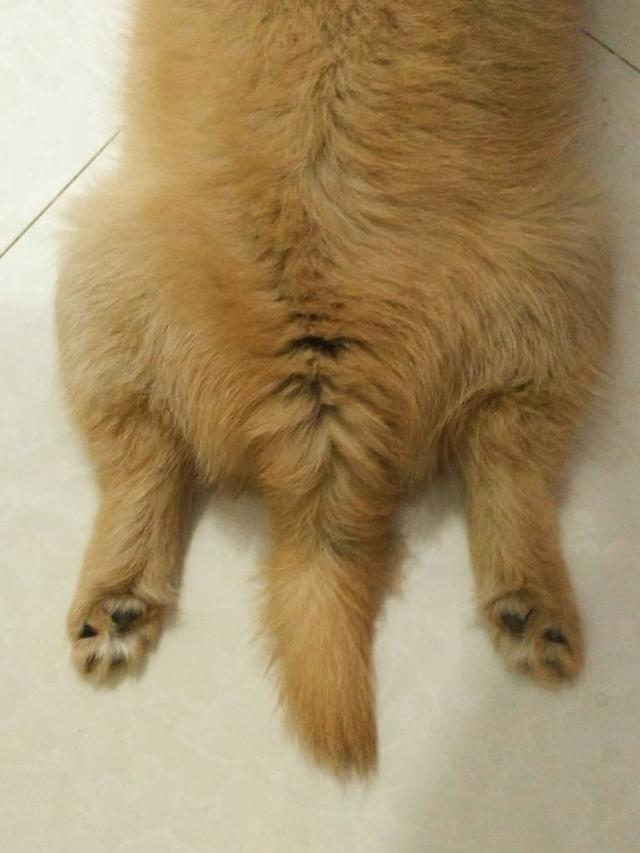 狗狗别怕，我会给你一个家