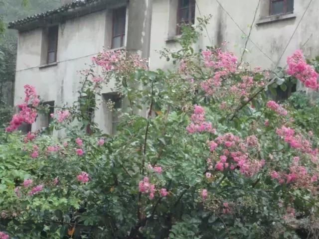 父亲的小屋