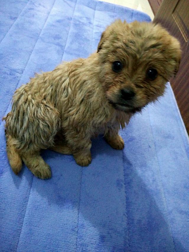 狗狗别怕，我会给你一个家