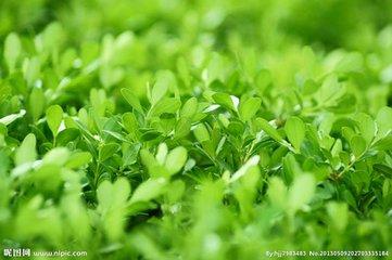 回赠一片绿叶（好文）