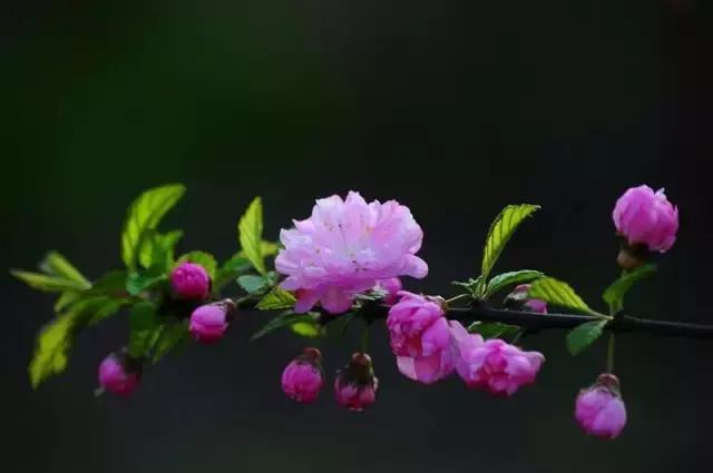 桃花红杏花白