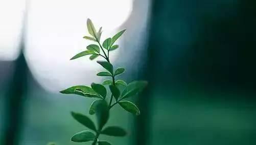 写给那些，会做却不会说的人