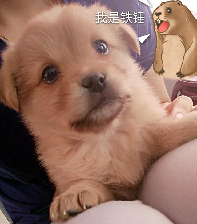 狗狗别怕，我会给你一个家