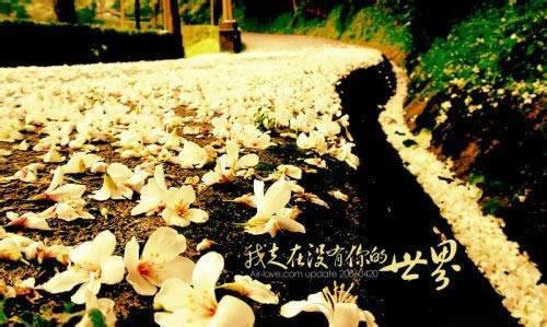 风雨落花声 繁华一瞬间！