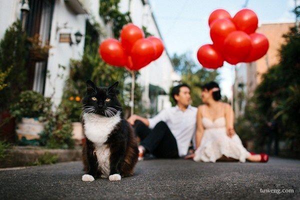 有一天，你会喜欢上猫