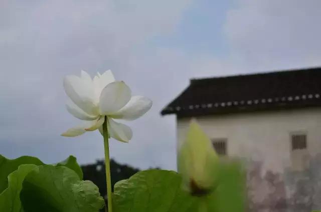 父亲的小屋