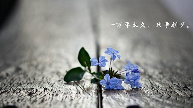 这一生见与不见，和散与不散，都无法预料