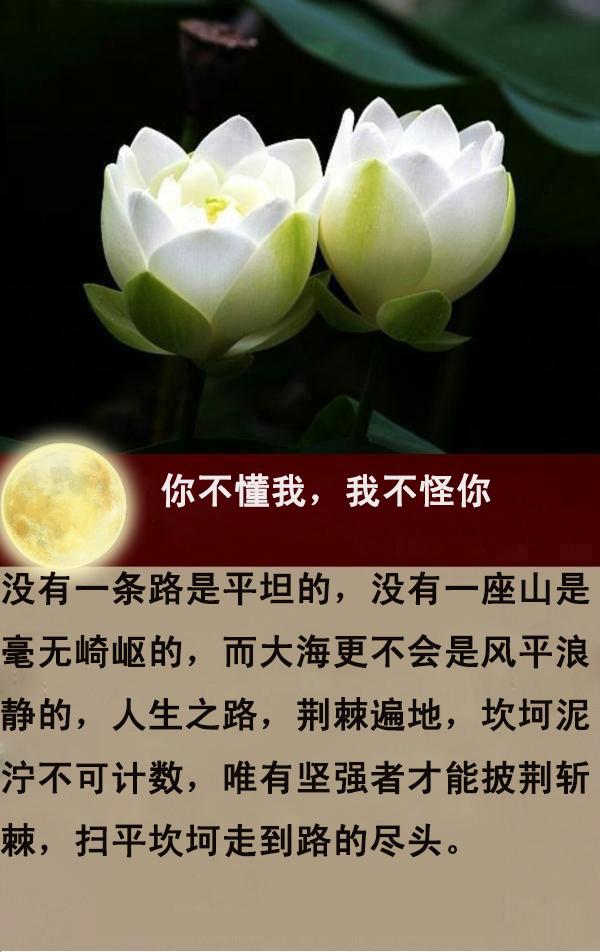你不懂我，我不怪你（说得真好！）
