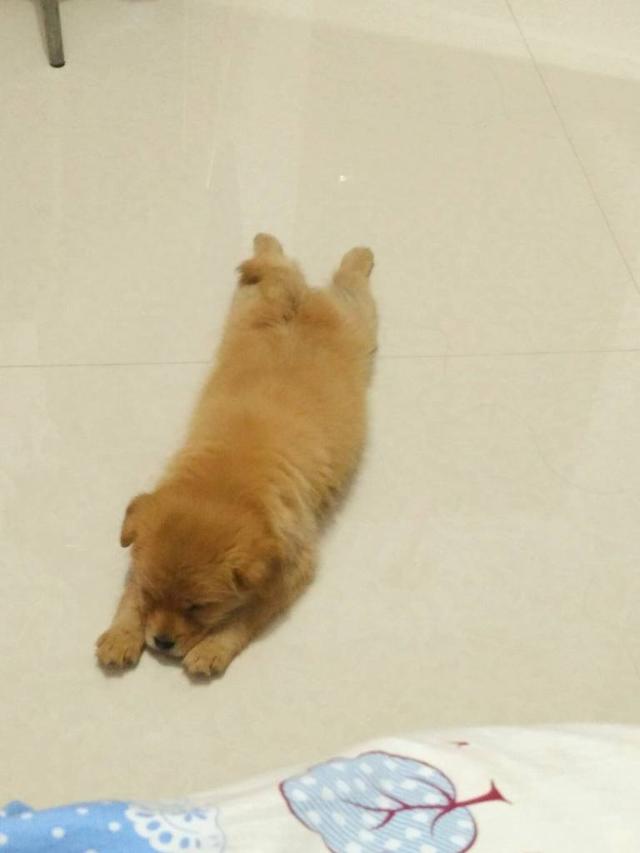 狗狗别怕，我会给你一个家