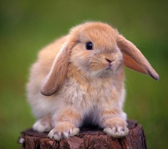 兔子，你可以喜欢我吗