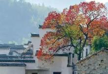 秋在灵魂里居住