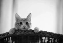 屋檐下的猫妈妈