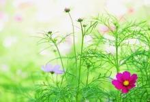 怎样除掉心里的杂草